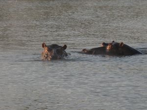 Hippos enjoying the water.