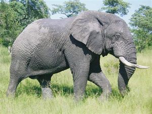 Elephant at Kruger