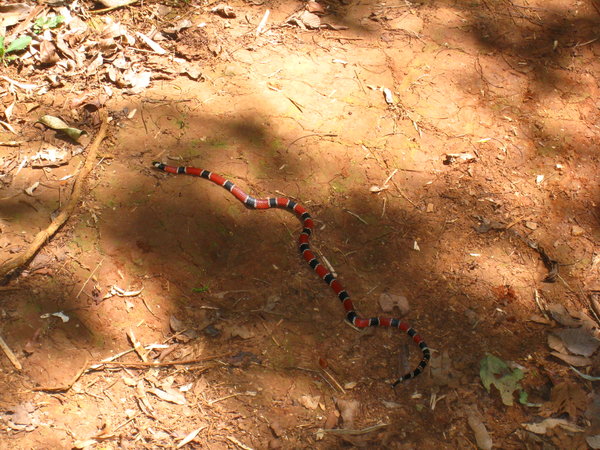A Coral snake we nearly stepped on.