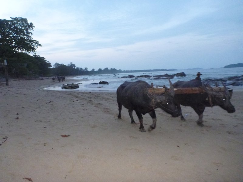 Water buffalo on the beach