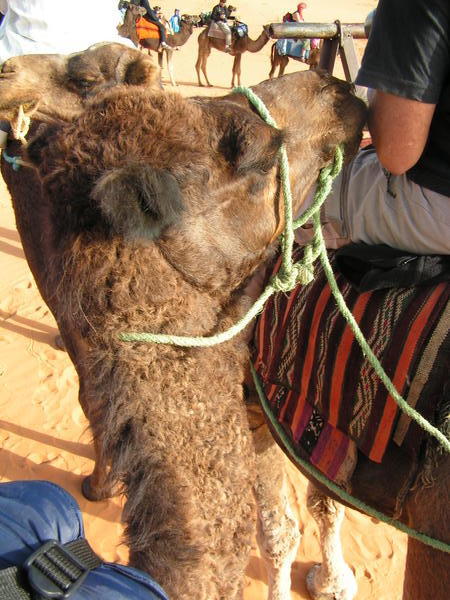My camel...