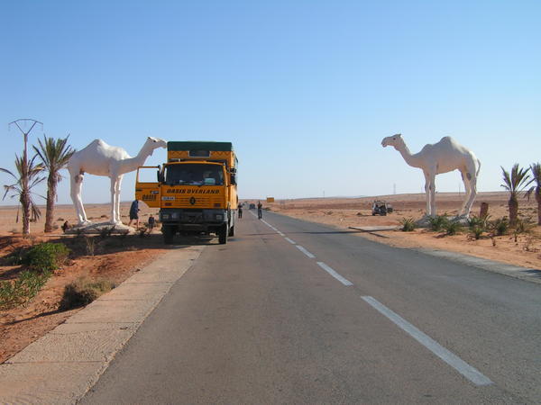 Attack of the giant camels!