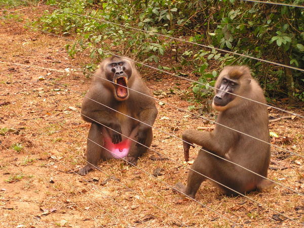 Drill monkeys