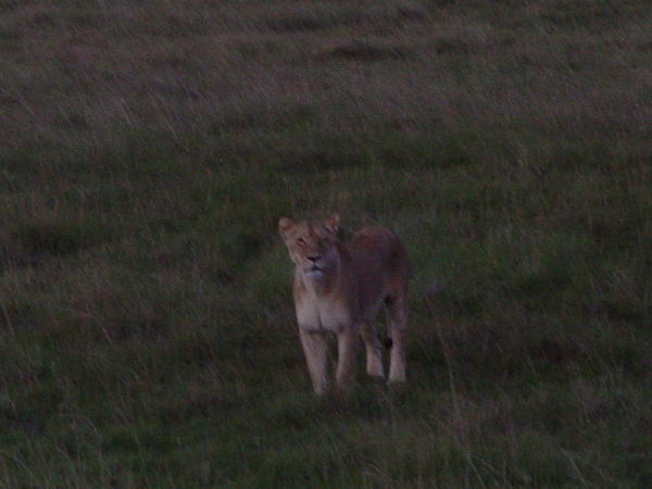 And this is the not so friendly lioness!