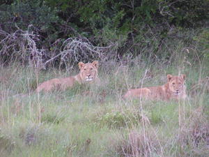 These are the friendly lions!
