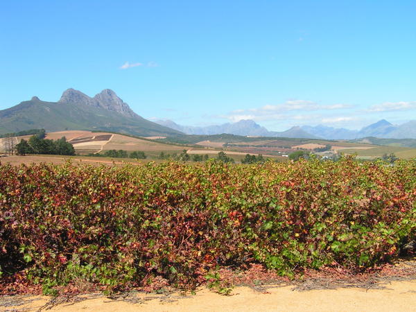 Mountains and vineyards