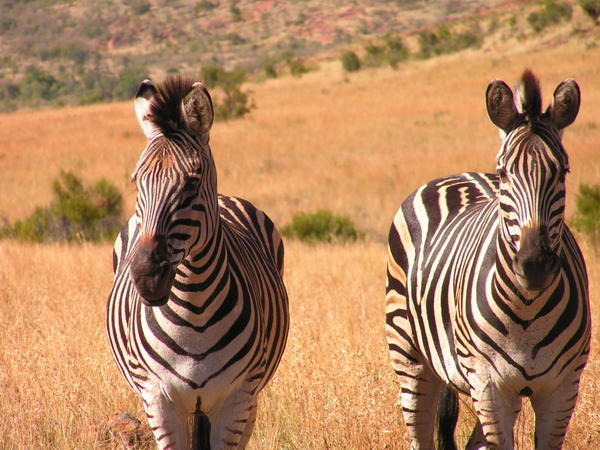Zebra at Pilanesberg