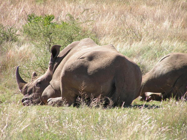More rhinos!