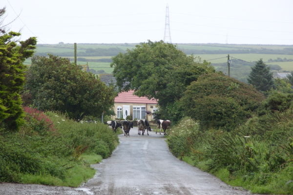Waiting for the cows to cross near Tresparrett