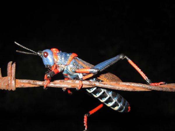 Brightly coloured grasshopper that caught my beady eye!