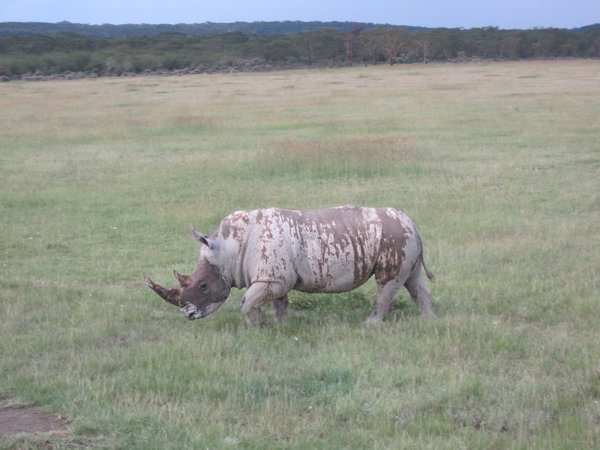 very muddy rhino