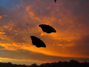 Sunsets and butterflies at Kibale Forest