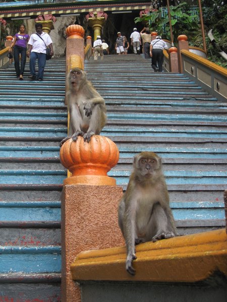 Monkeys at the temple