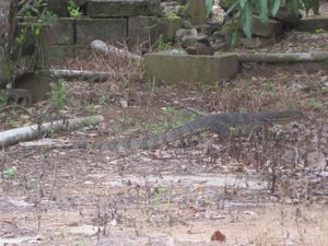 Malaysian Water Monitor Lizard