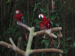 Parrots at Singapore Zoo