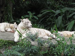White Tigers at the zoo