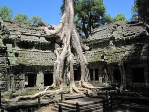 trees climbing over and through Ta Prohm