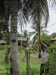 Collecting fresh coconuts