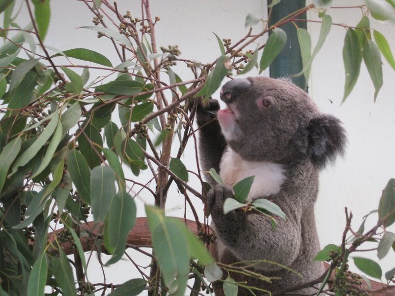 Feeding time for the koalas
