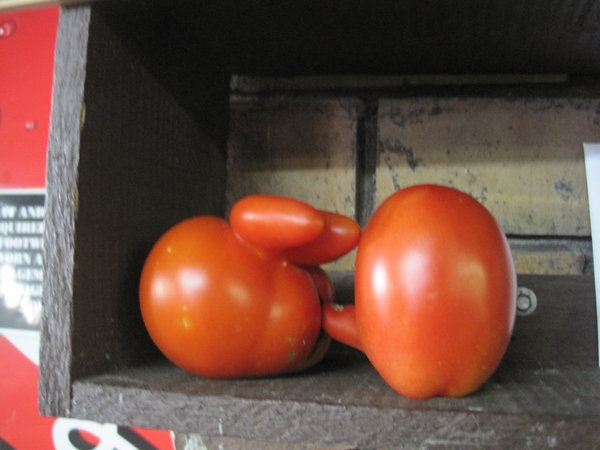 mutant tomatoes on my show and tell shelf!