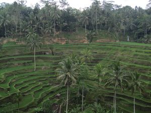 Beautiful rice terraces