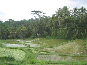 more rice paddies