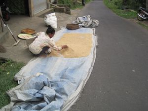 drying rice in the middle of the road