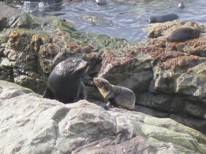 Seals just north of Kaikoura