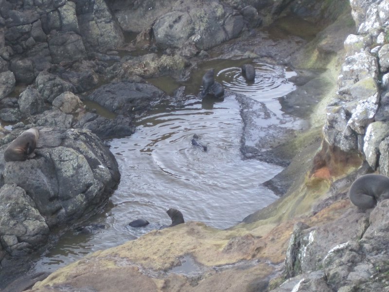 Fur Seal pups playing in the rock pools