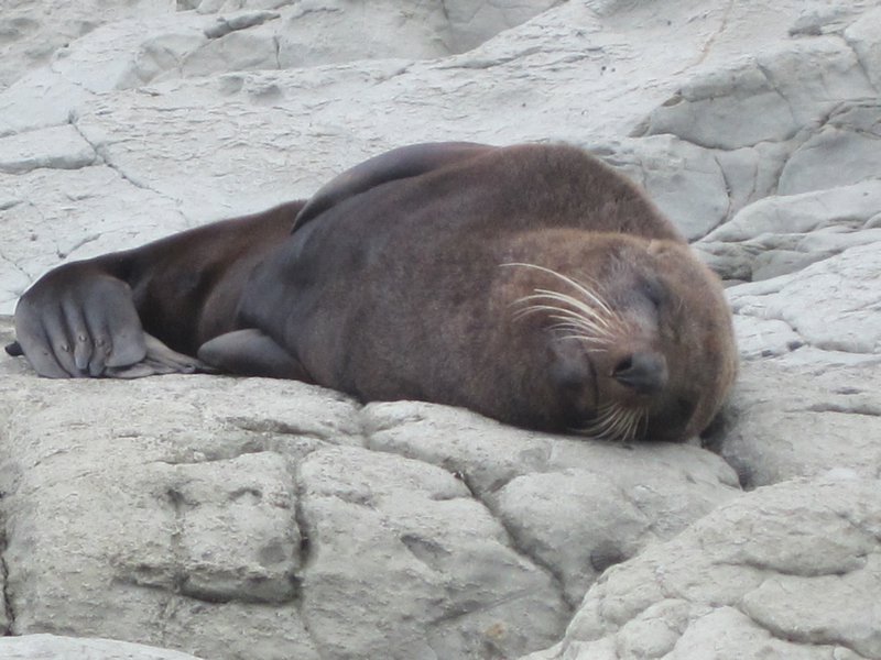 NZ fur seal, Kaikoura