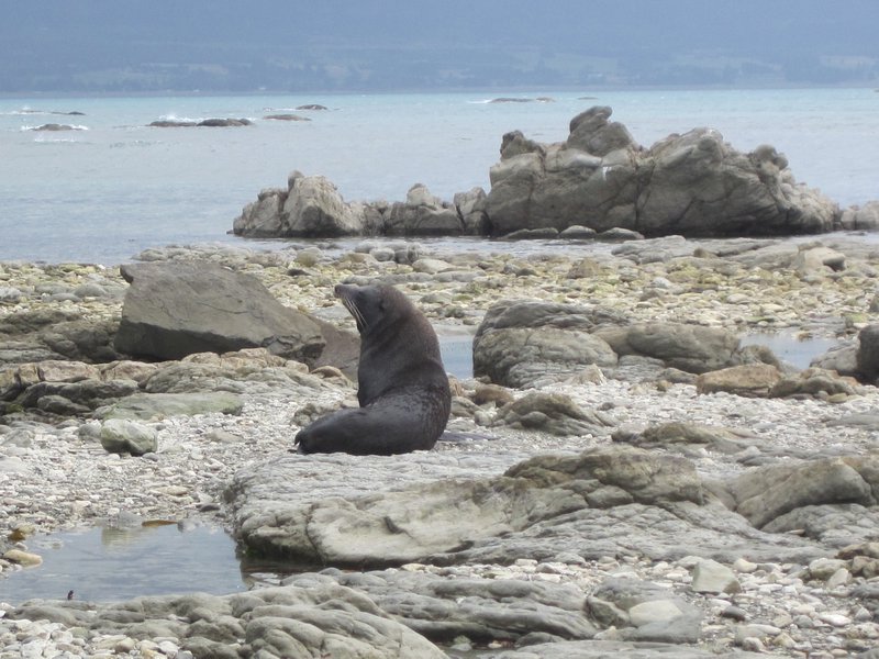 NZ fur seal, Kaikoura
