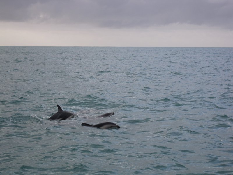 Dusky dolphin, Kaikoura