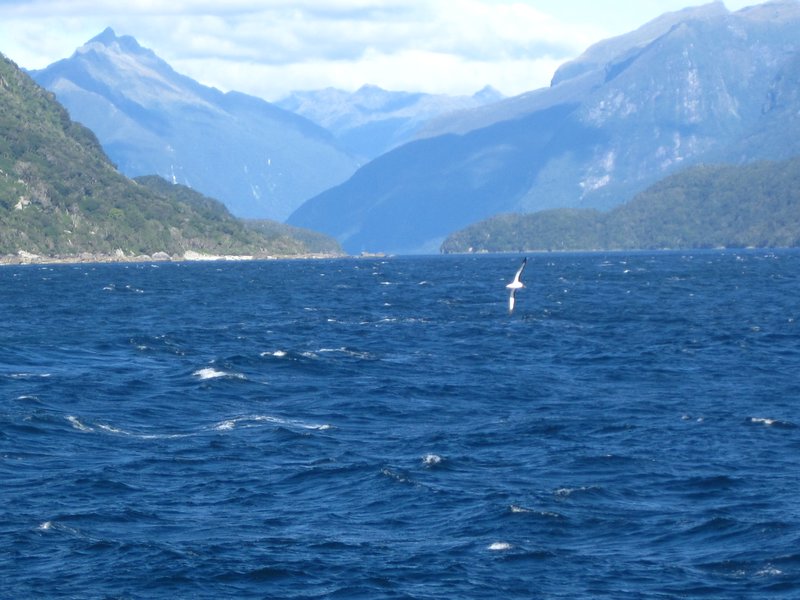 Albatross, Doubtful Sound