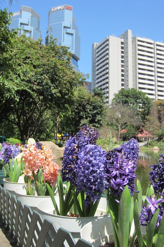 Hyacinths in HK Park