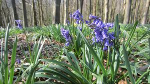 First bluebells of the year