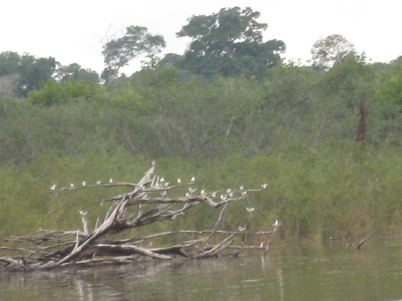 Views from the boat ride across Amazon 2