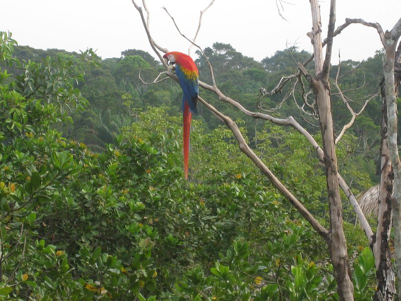 The beautiful Amazon Parrot