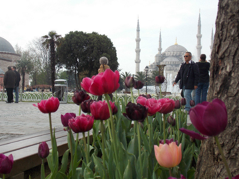 Tulips and the Blue Mosque