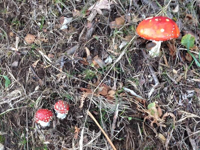 Mushrooms everywhere