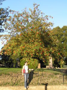 Rowan and the Rowan tree - Linton