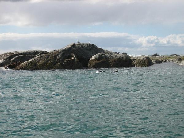 Diving with seals
