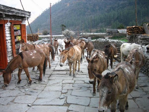 Donkey traffic jam