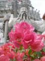 Flower at Wat Arun