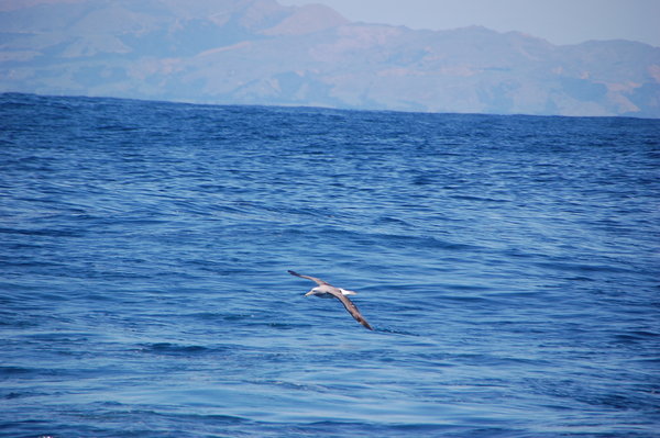 A wandering albatross