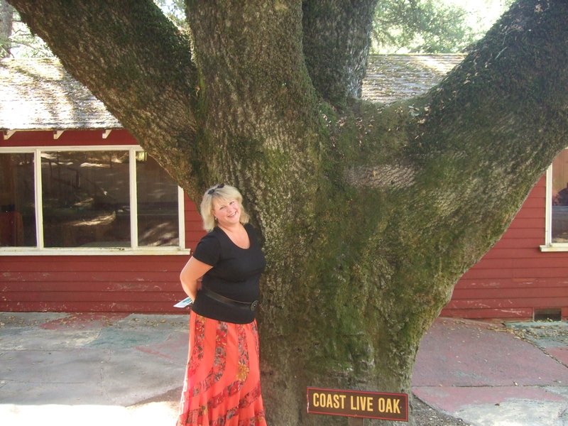 California Oak at Petrified Forest
