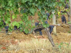 grapes on the vine 02