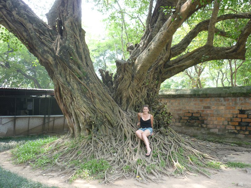 Suz on Banyan tree