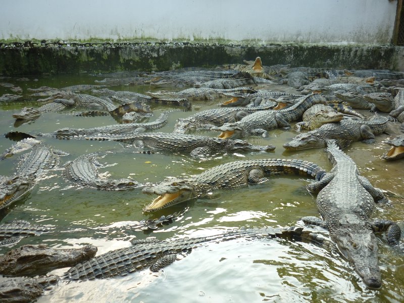 Young crocs at the croc farm