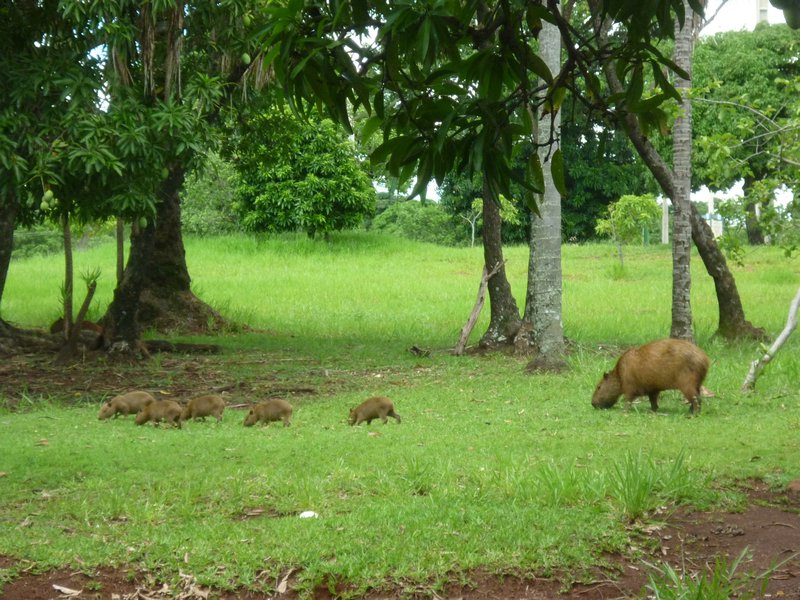Capybara in the park