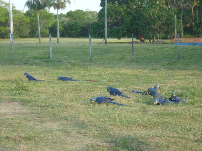 Blue macaws at the lodge